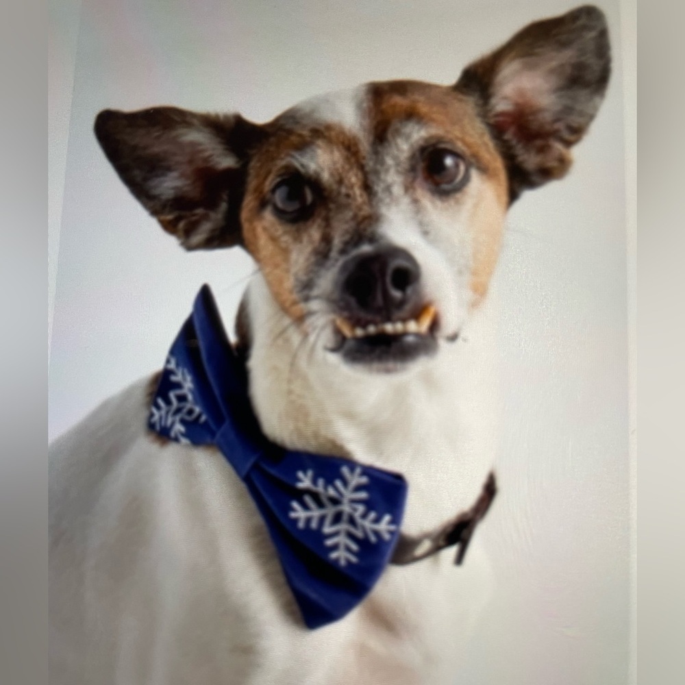 ❤️ ANTHROPOLOGIE THE FROGGY DOG EMBROIDERED DOG BOW TIE NEW